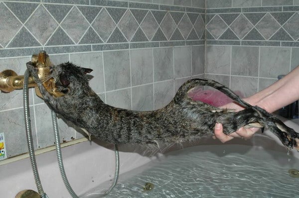 _-cat-bath-_-lol-10.jpg