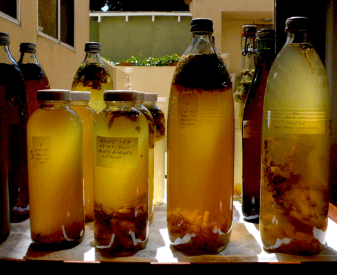 Kombucha-Tea-Bottling.gif