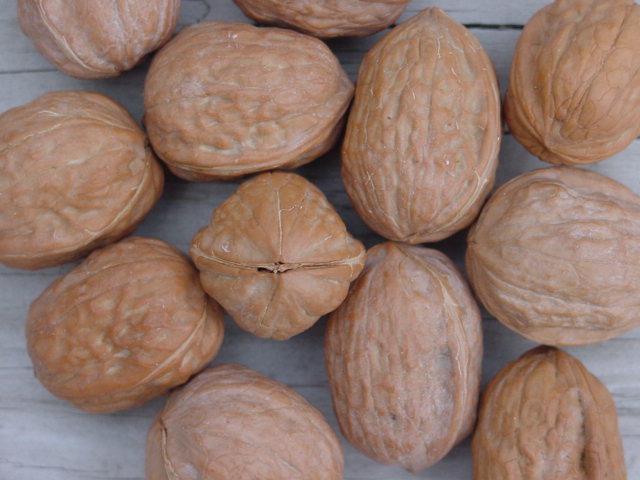 walnut shell.jpg