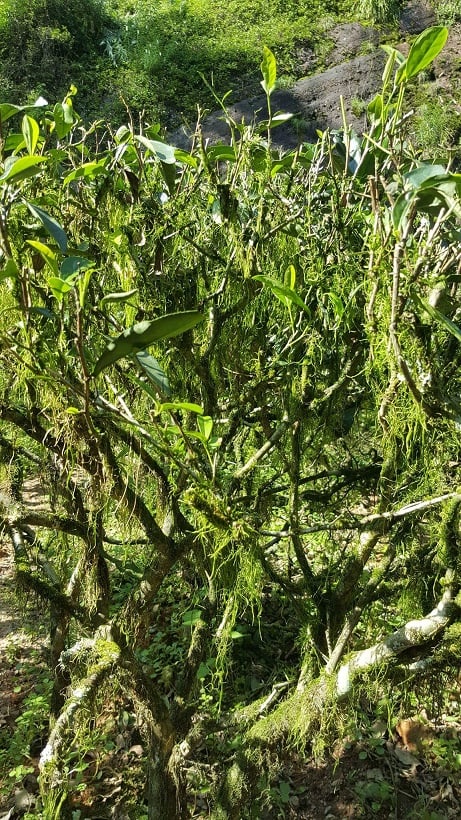 Shi Li Xiang plants cropped.jpg