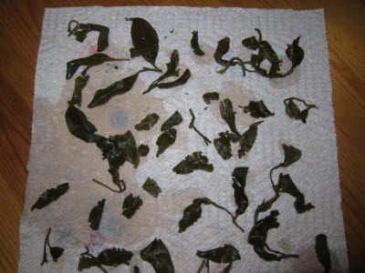 IMG_0932 (400 x 300).jpg