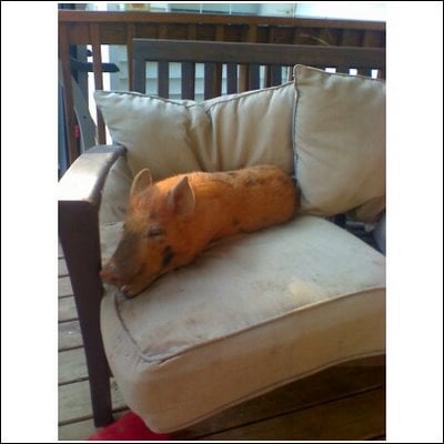 pig2.jpg