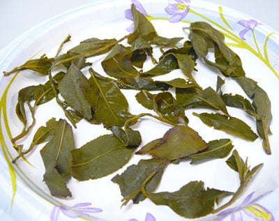 leaves_big.jpg