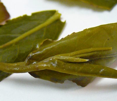 bud.jpg
