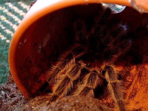 spiders4.jpg