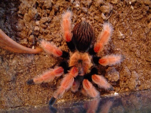spiders3.jpg