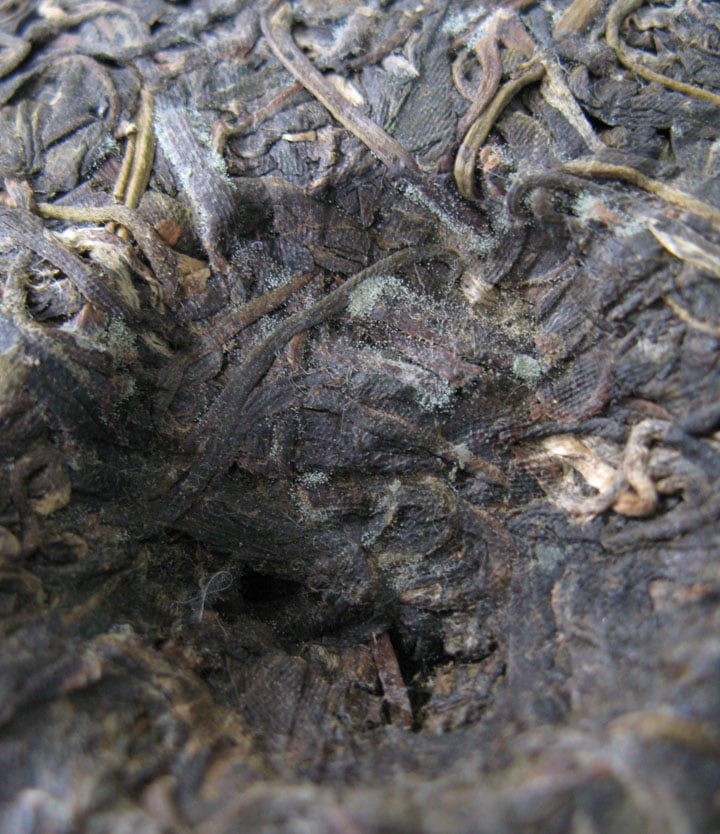 puerh_mold.jpg