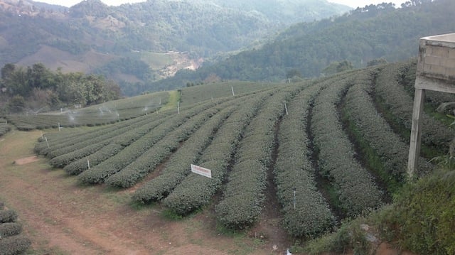 Mae Salong tea farm.jpg